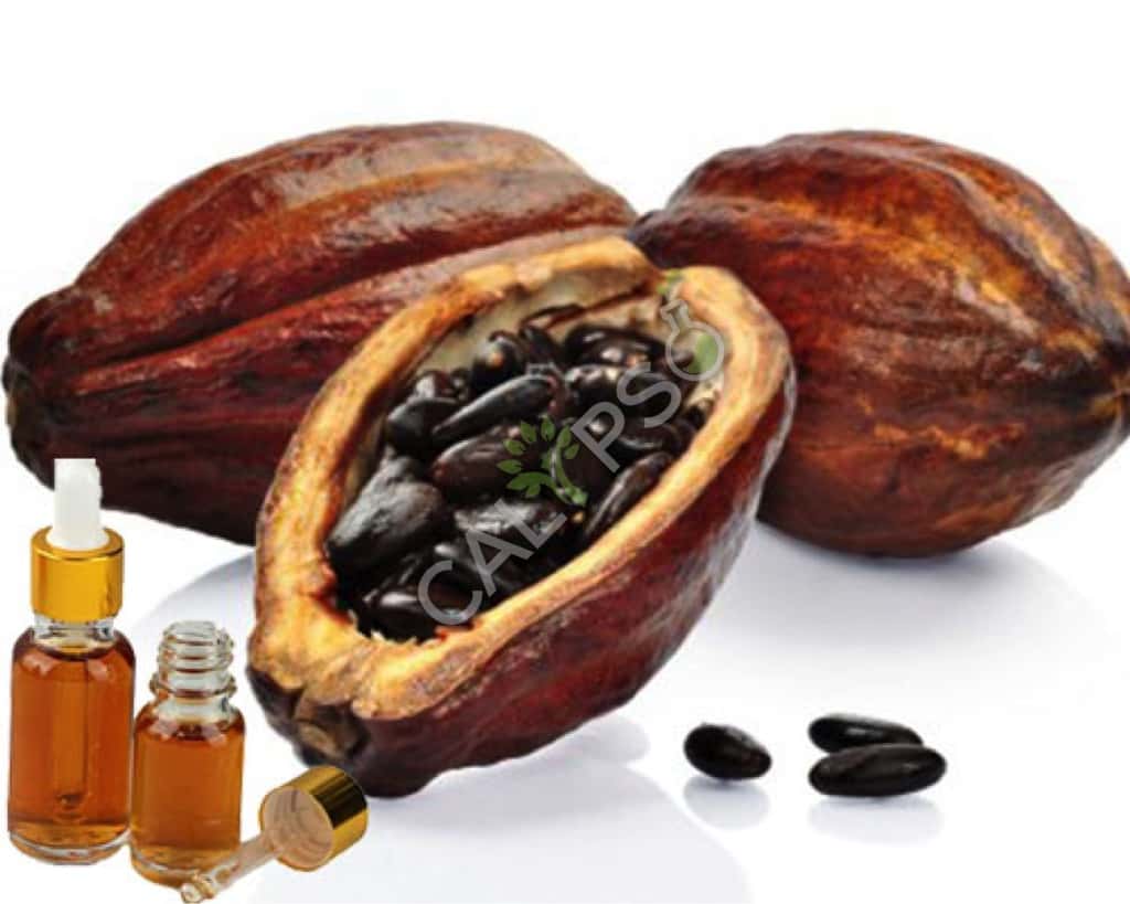 Koop 100% pure cacao absolute olie
